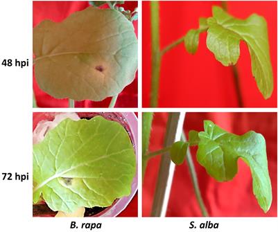 Comparative transcriptome profiling reveals differential defense responses among <mark class="highlighted">Alternaria brassicicola</mark> resistant Sinapis alba and susceptible Brassica rapa